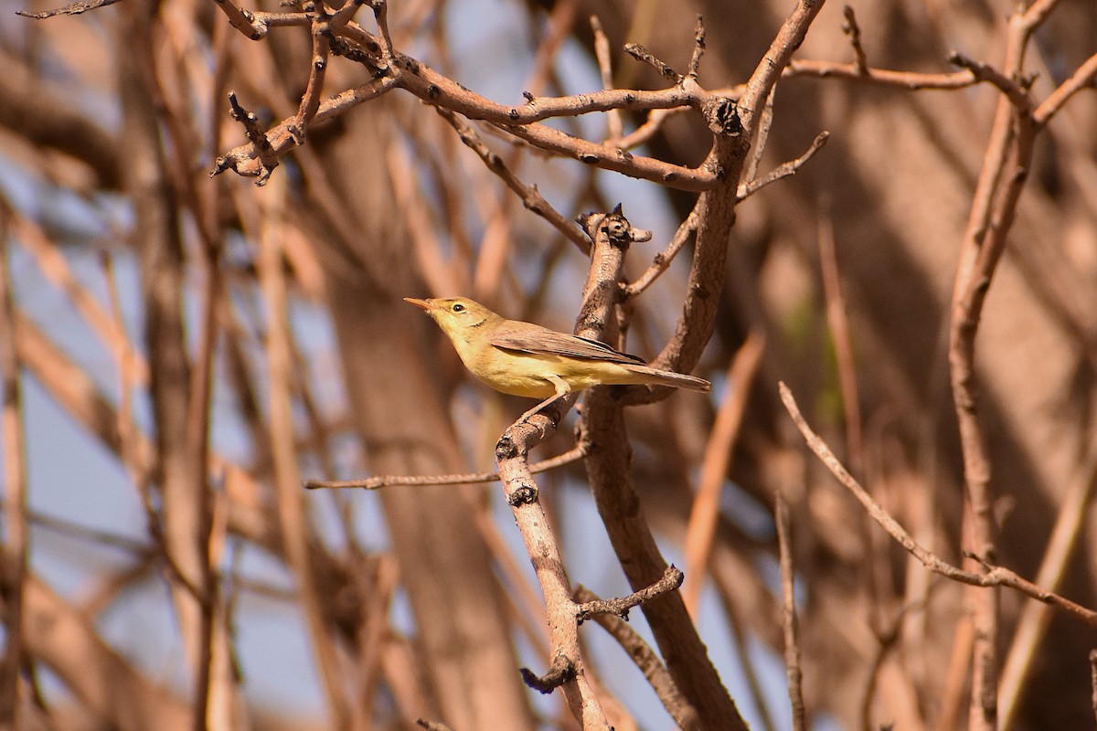 Melodious Warbler - ML620483911