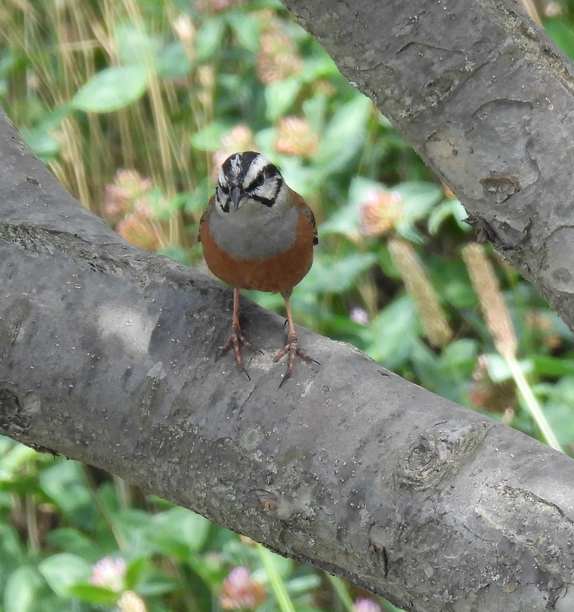 Rock Bunting - ML620483918