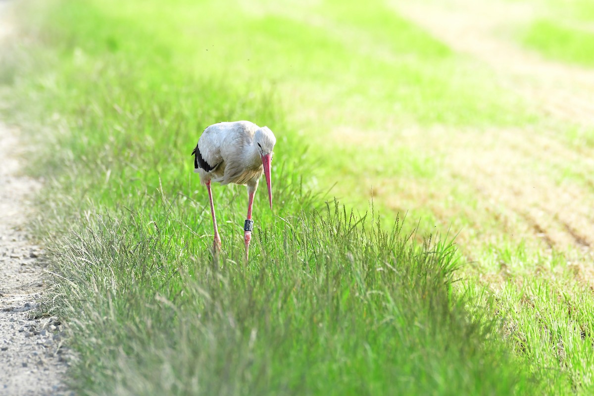 White Stork - ML620483920