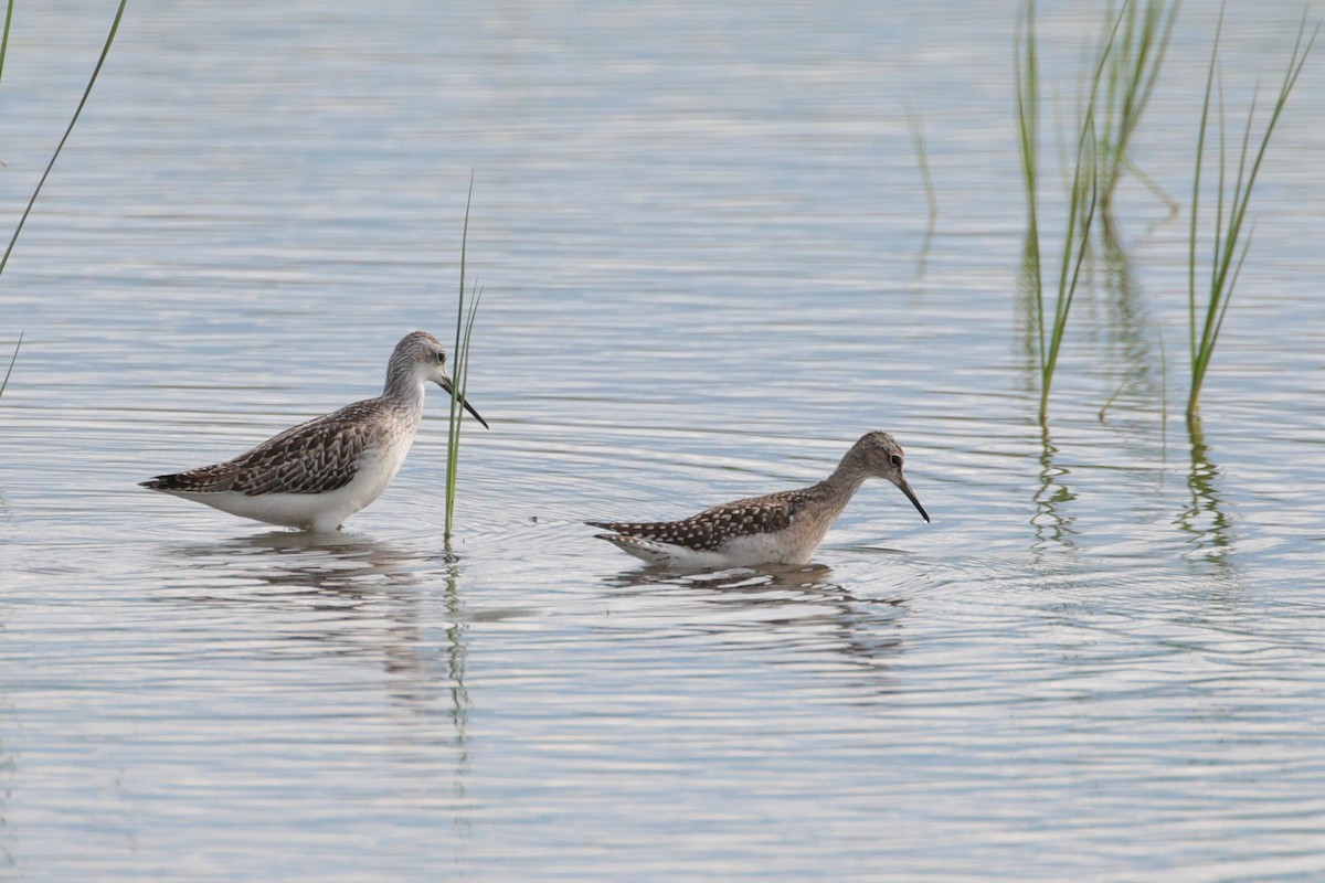 Bruchwasserläufer - ML620483930