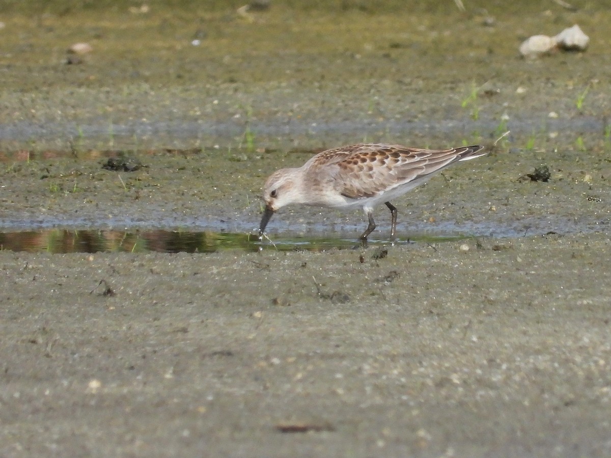 Red-necked Stint - ML620483935