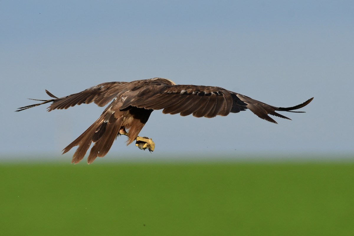 Western Marsh Harrier - ML620483939