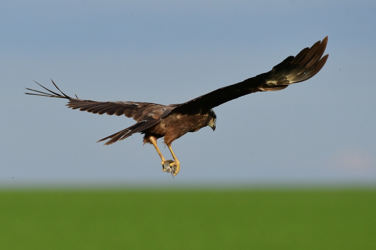 Western Marsh Harrier - ML620483940