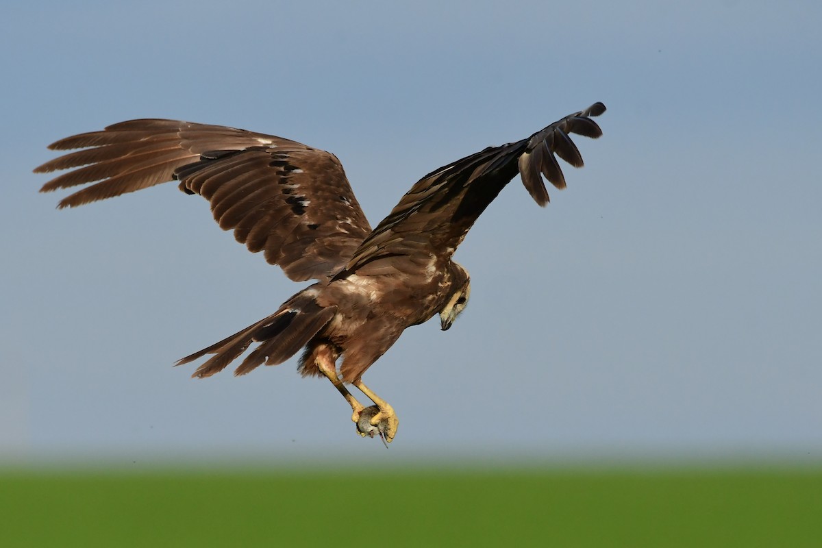 Western Marsh Harrier - ML620483942