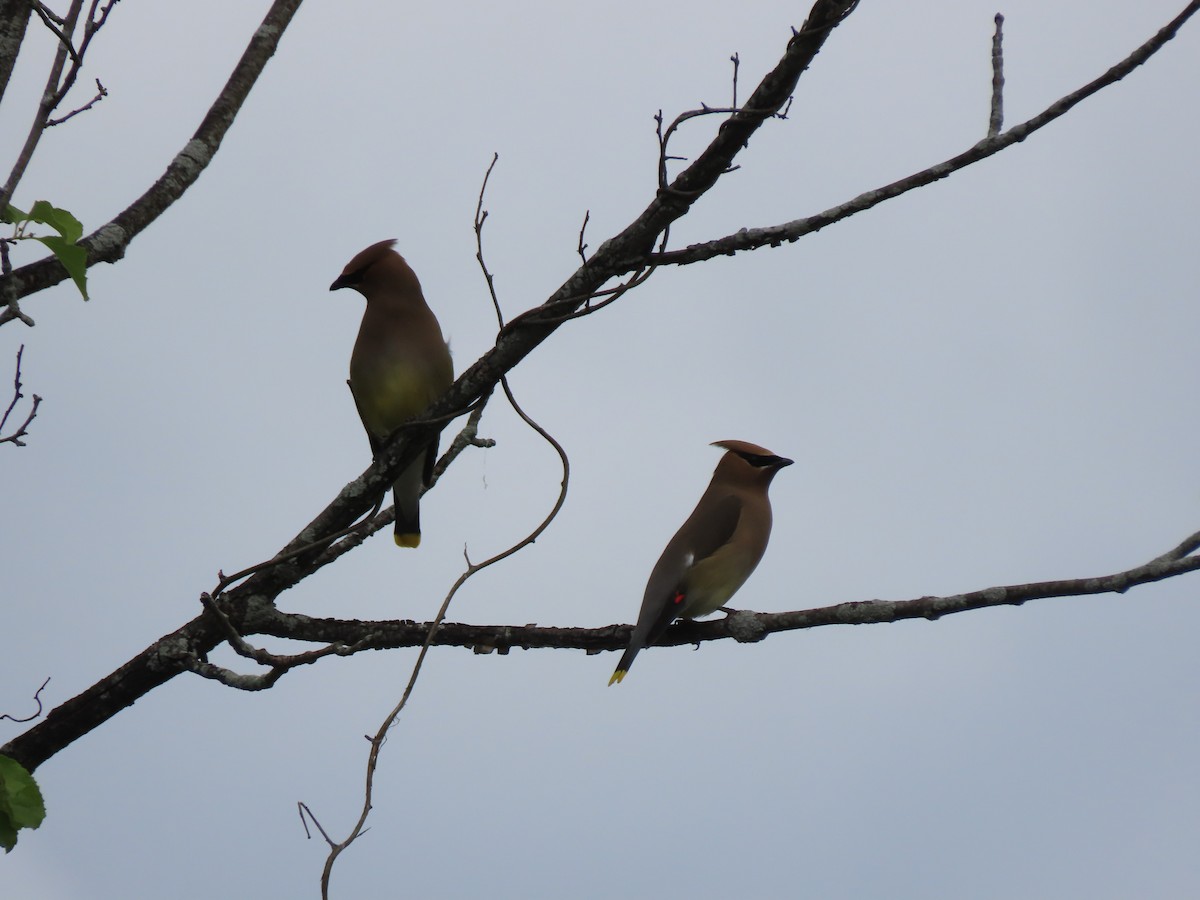 Cedar Waxwing - ML620483944