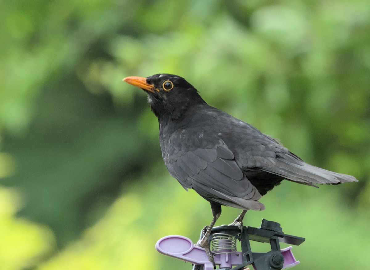 Eurasian Blackbird - ML620483951