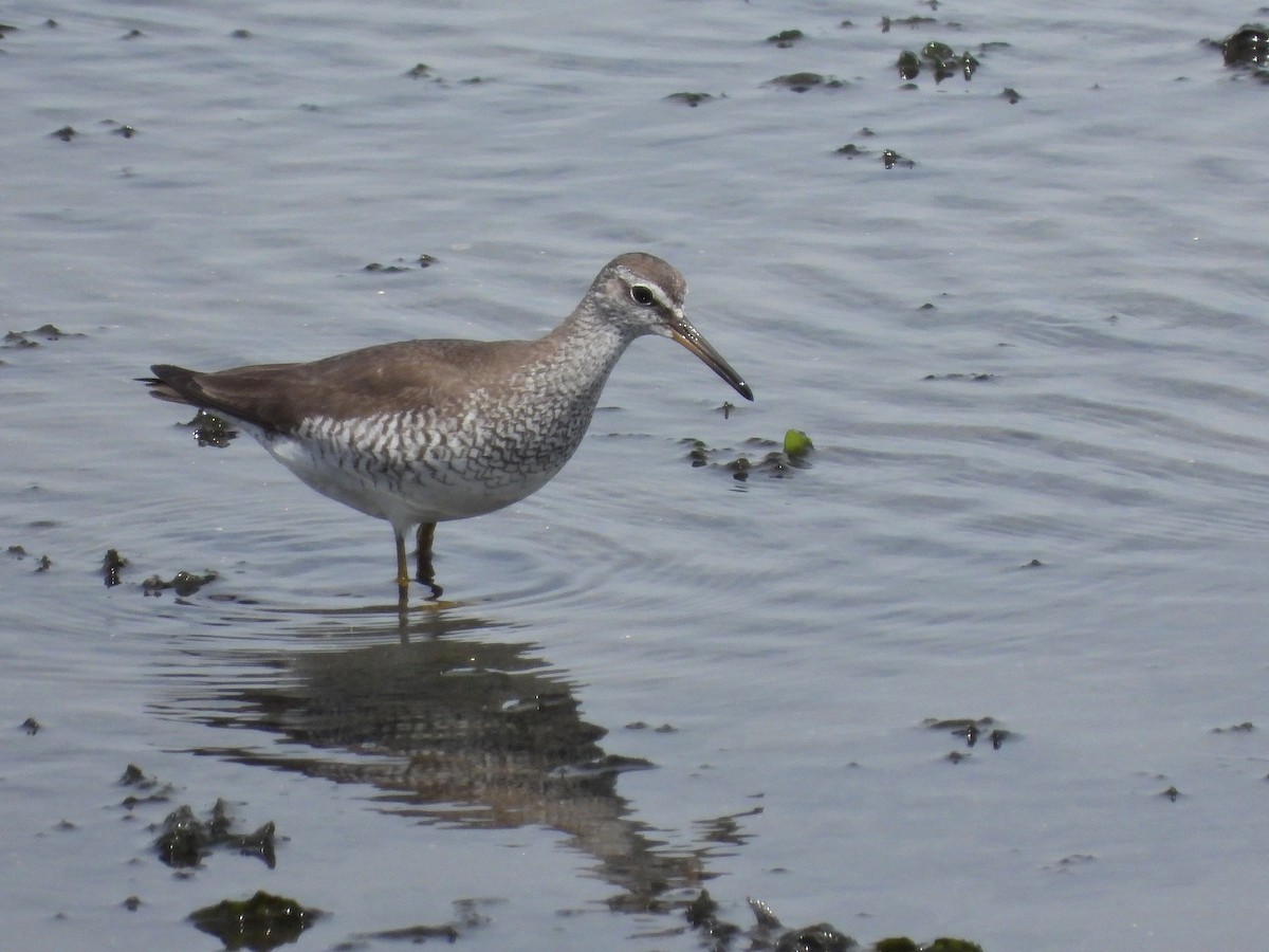 Gray-tailed Tattler - ML620483953