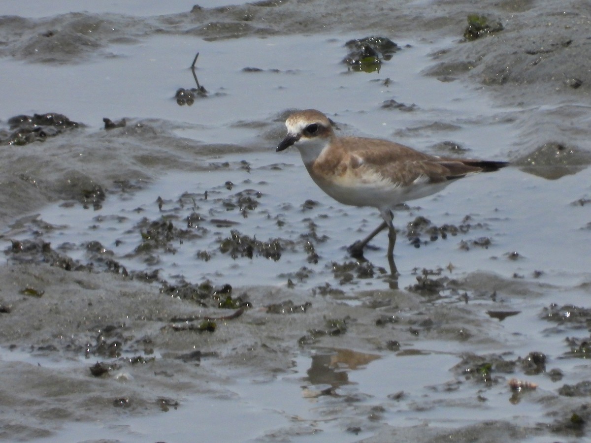 Siberian Sand-Plover - ML620483954