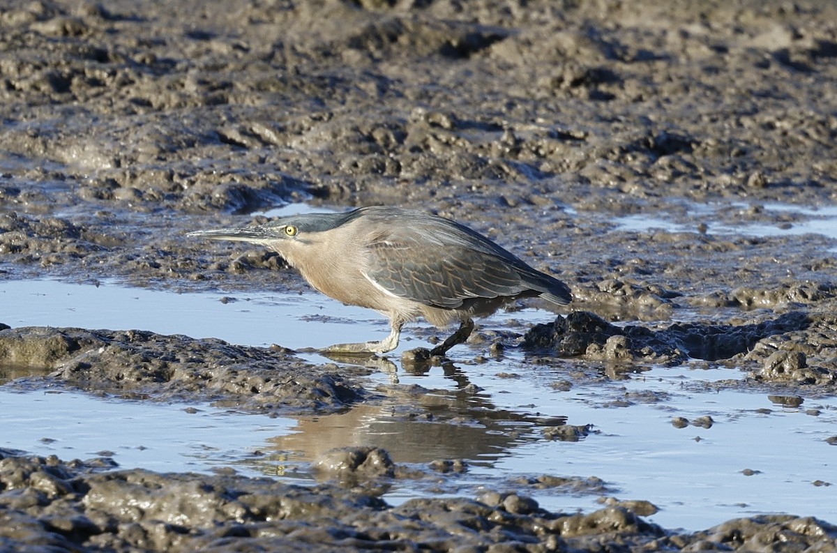 Striated Heron (Old World) - Cathy Pert