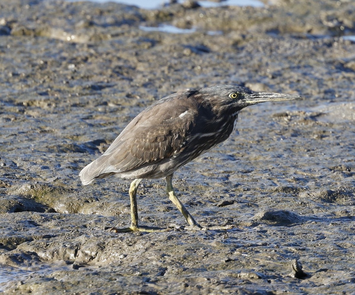 Striated Heron (Old World) - ML620483957