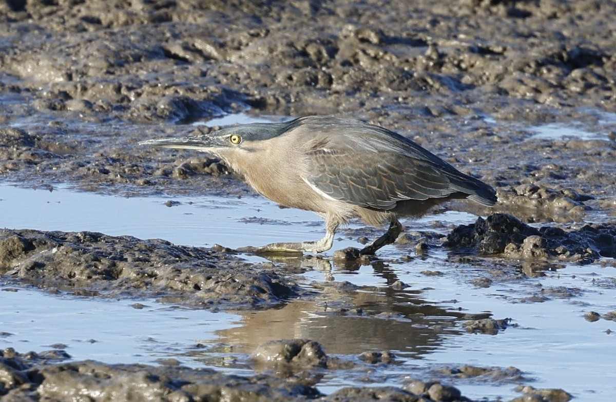 Striated Heron (Old World) - ML620483958