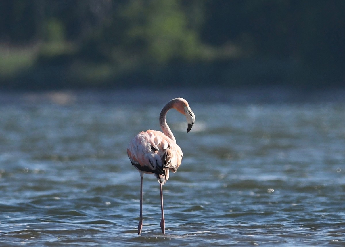 American Flamingo - ML620483960