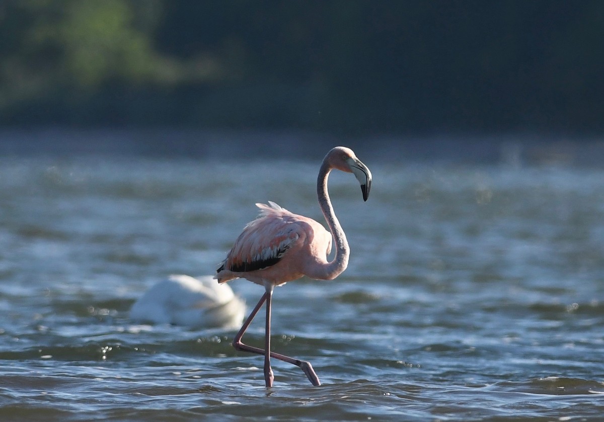 American Flamingo - ML620483961