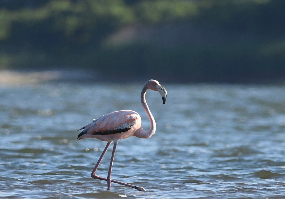 American Flamingo - ML620483962