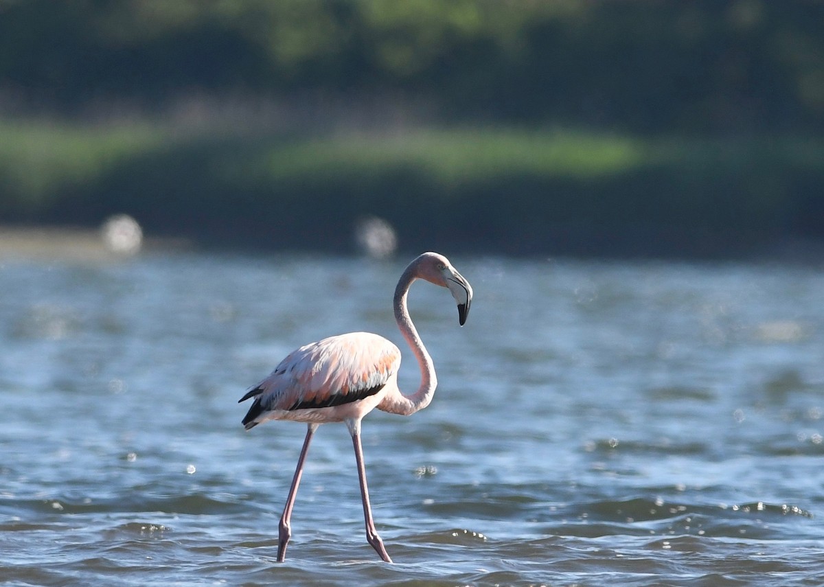 American Flamingo - Peter Paul