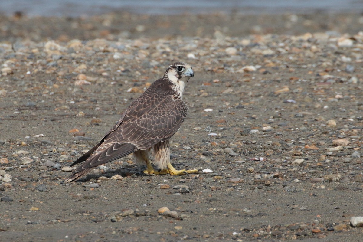 Peregrine Falcon - Atsushi Shimazaki