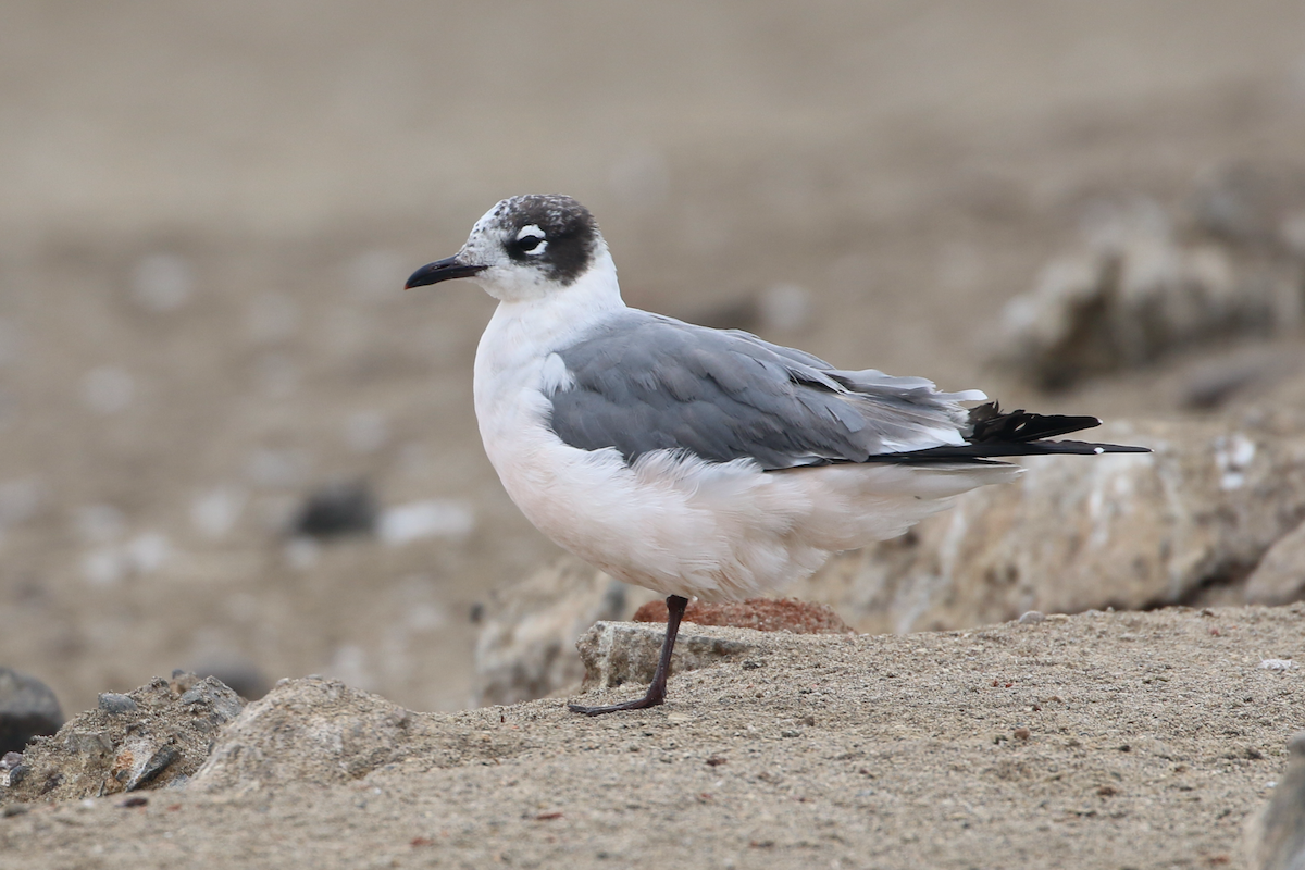 Franklin's Gull - ML620483970