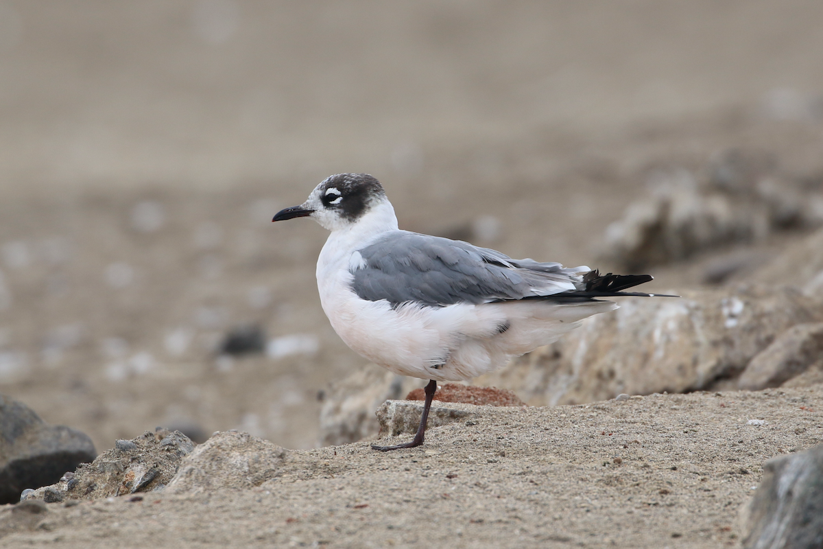 Franklin's Gull - ML620483971