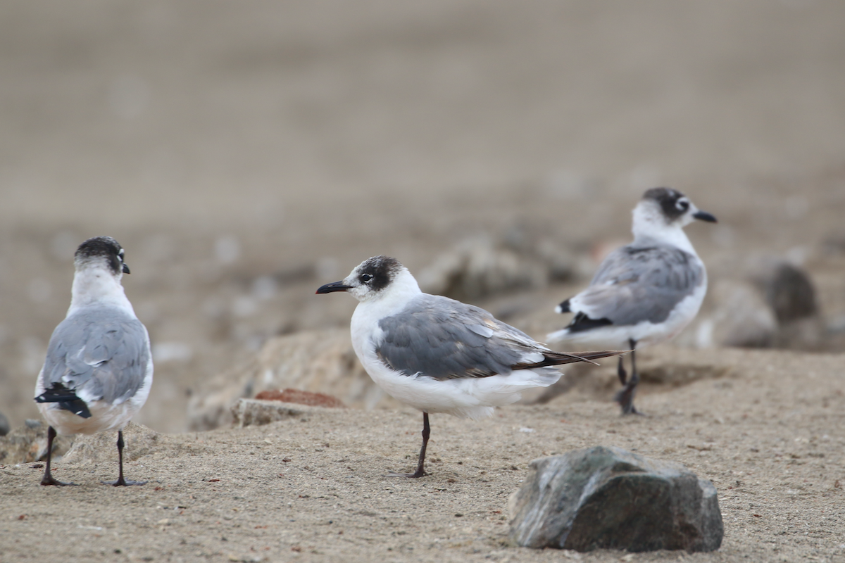 Franklin's Gull - ML620483972