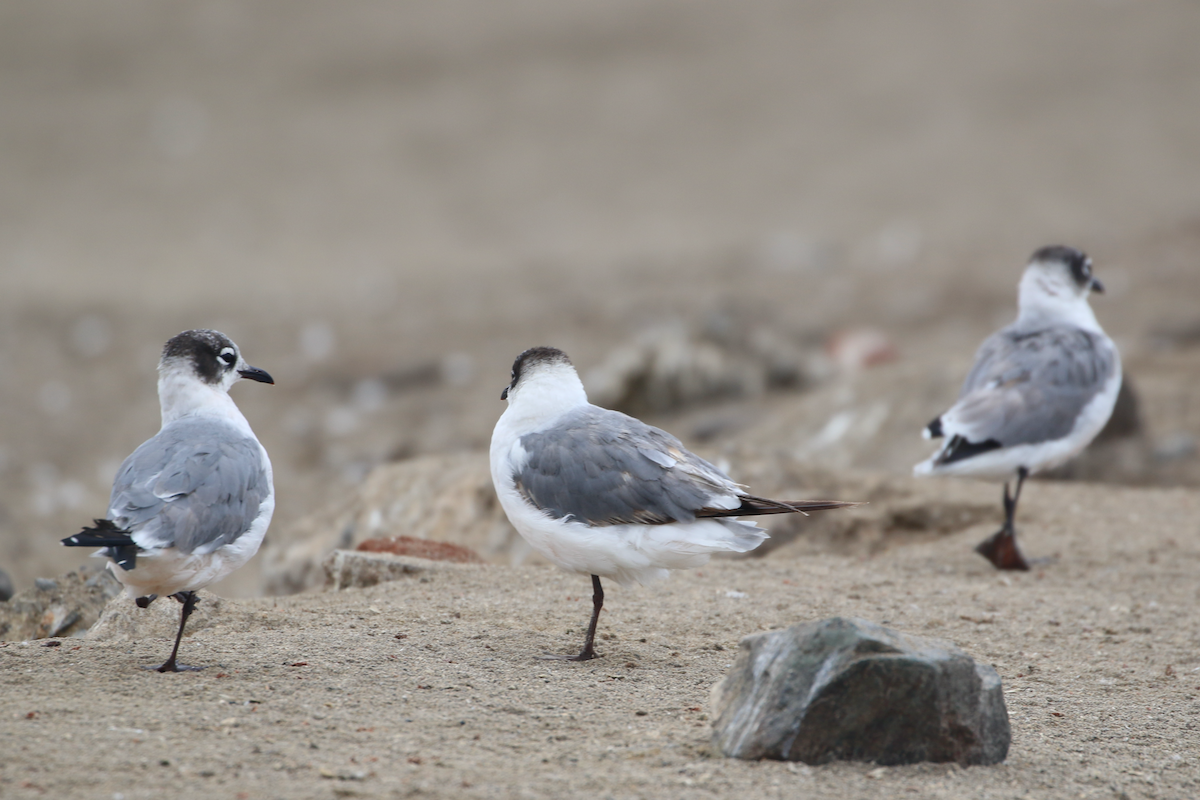 Franklin's Gull - ML620483973