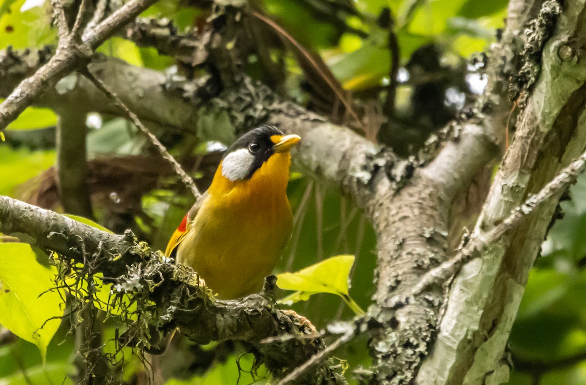 Silver-eared Mesia - ML620483978