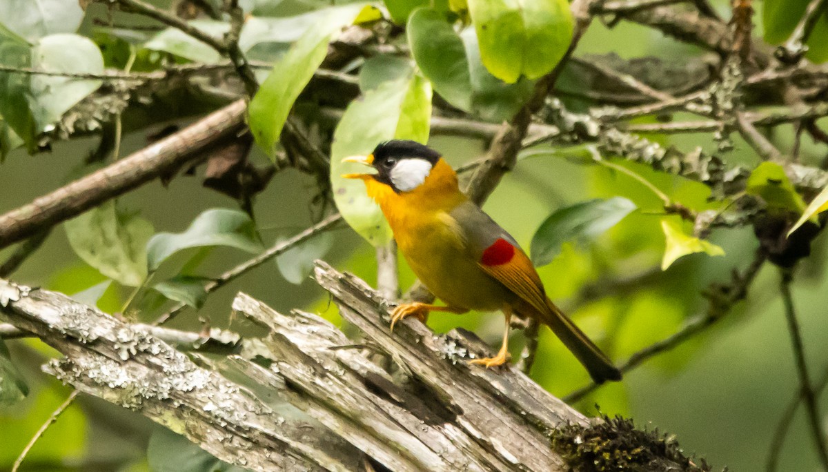 Silver-eared Mesia - ML620483979