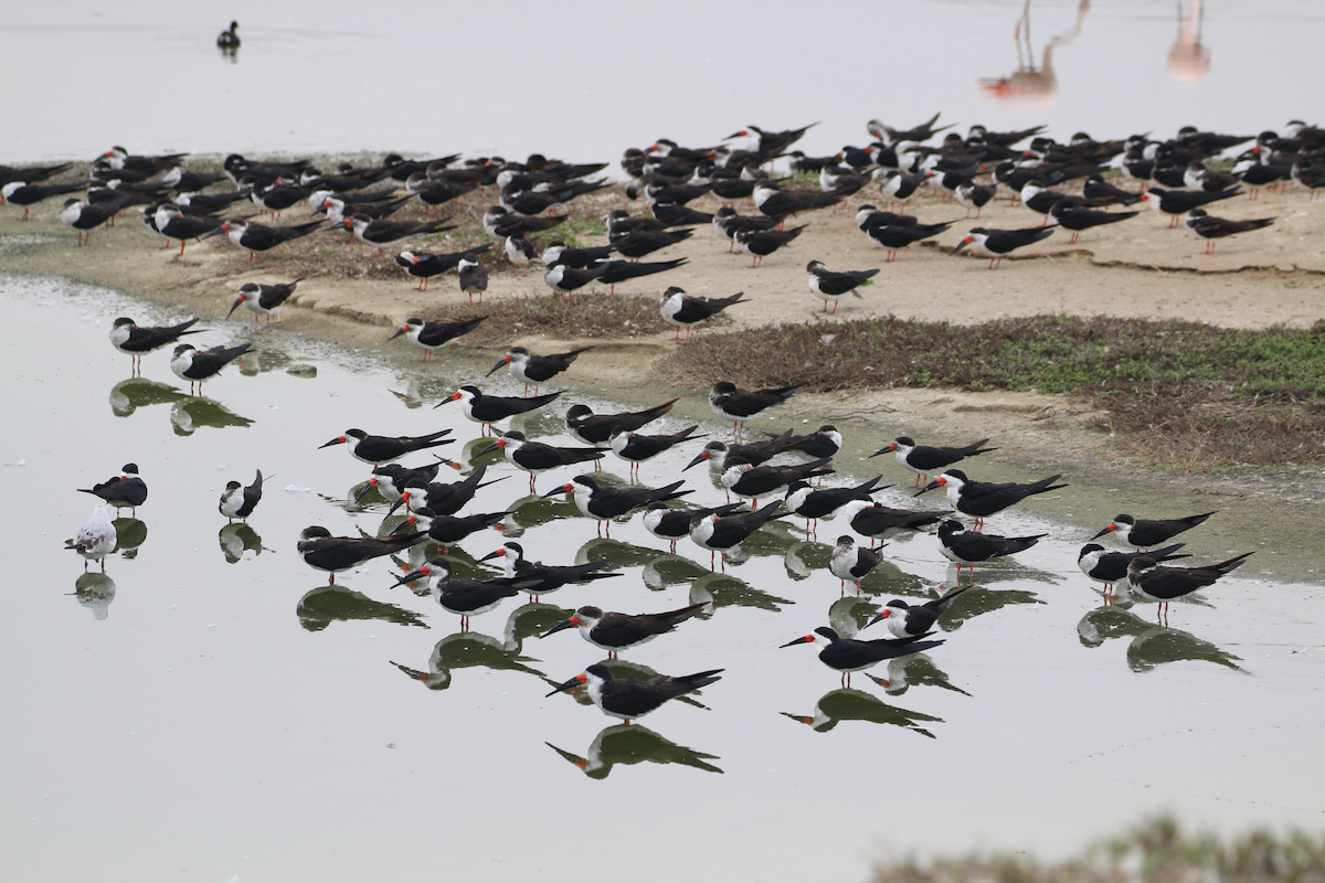 Black Skimmer - ML620483989