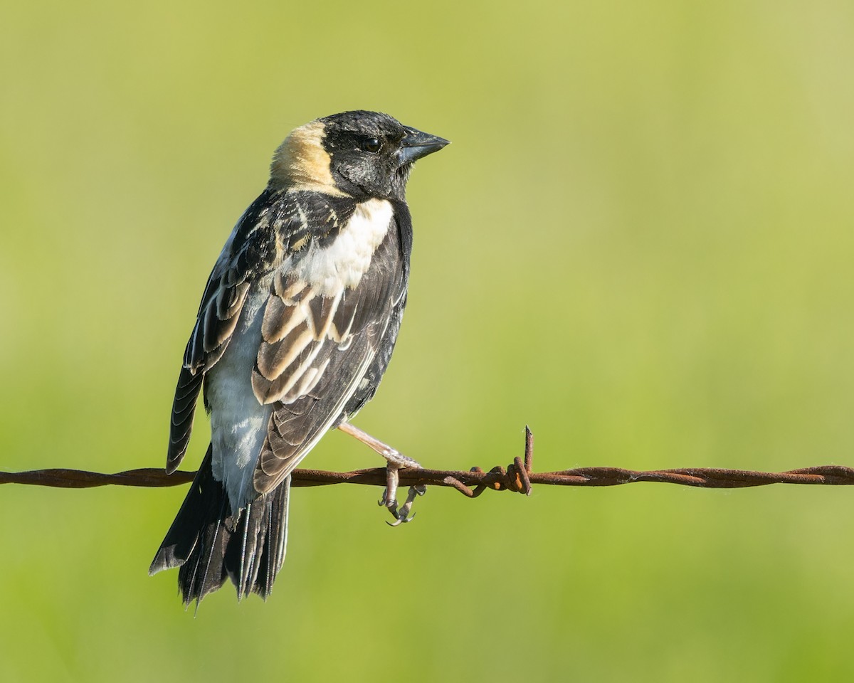 bobolink americký - ML620483990