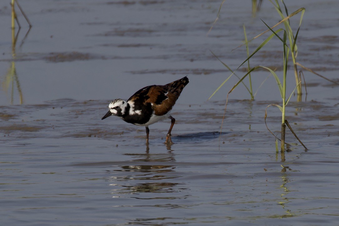 Ruddy Turnstone - ML620483993