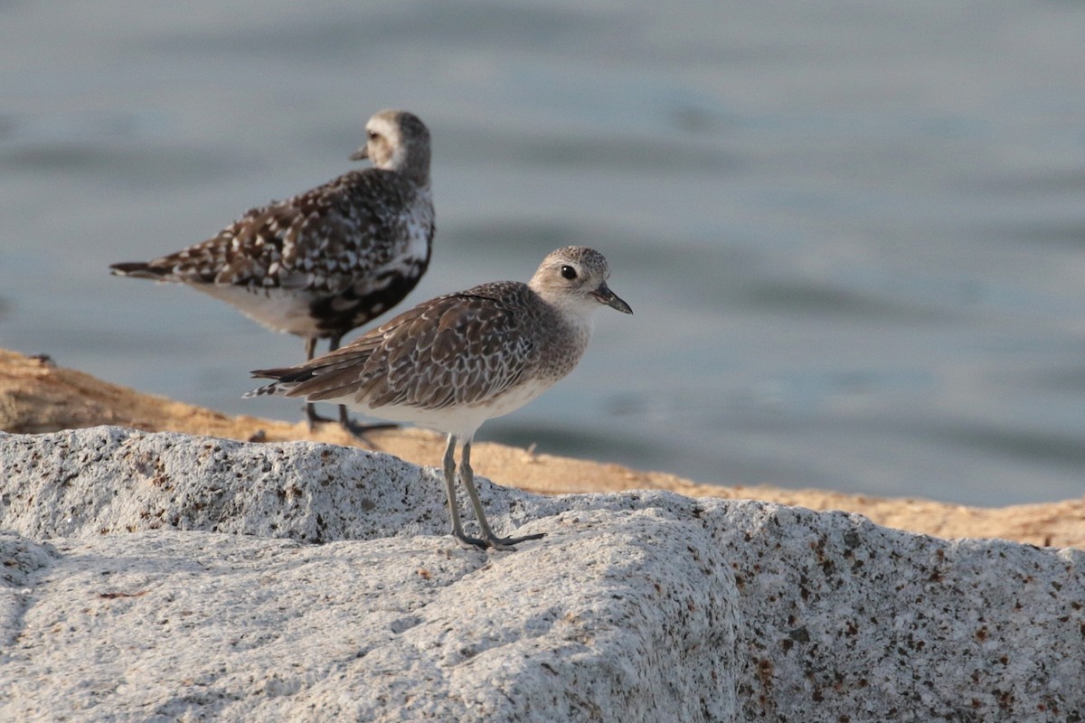 Black-bellied Plover - ML620483998