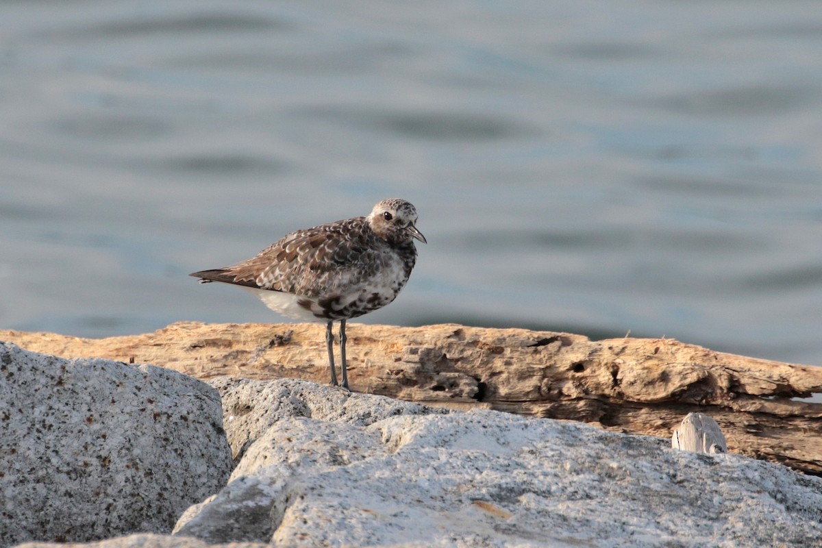 Black-bellied Plover - ML620484000