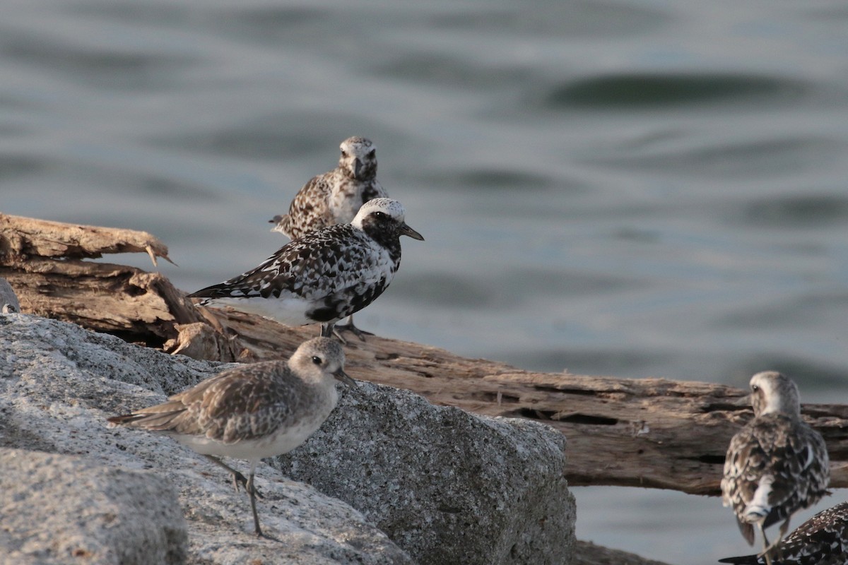 Black-bellied Plover - Atsushi Shimazaki