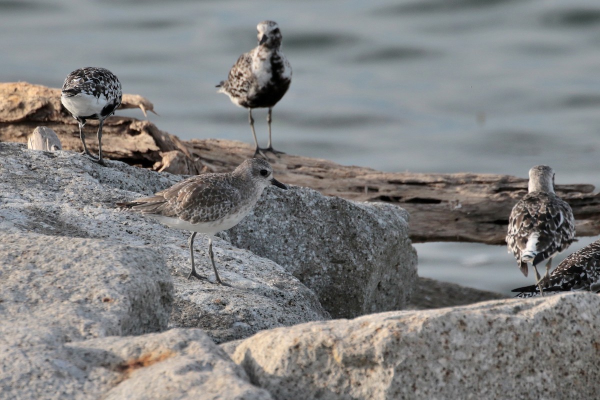 Black-bellied Plover - ML620484002