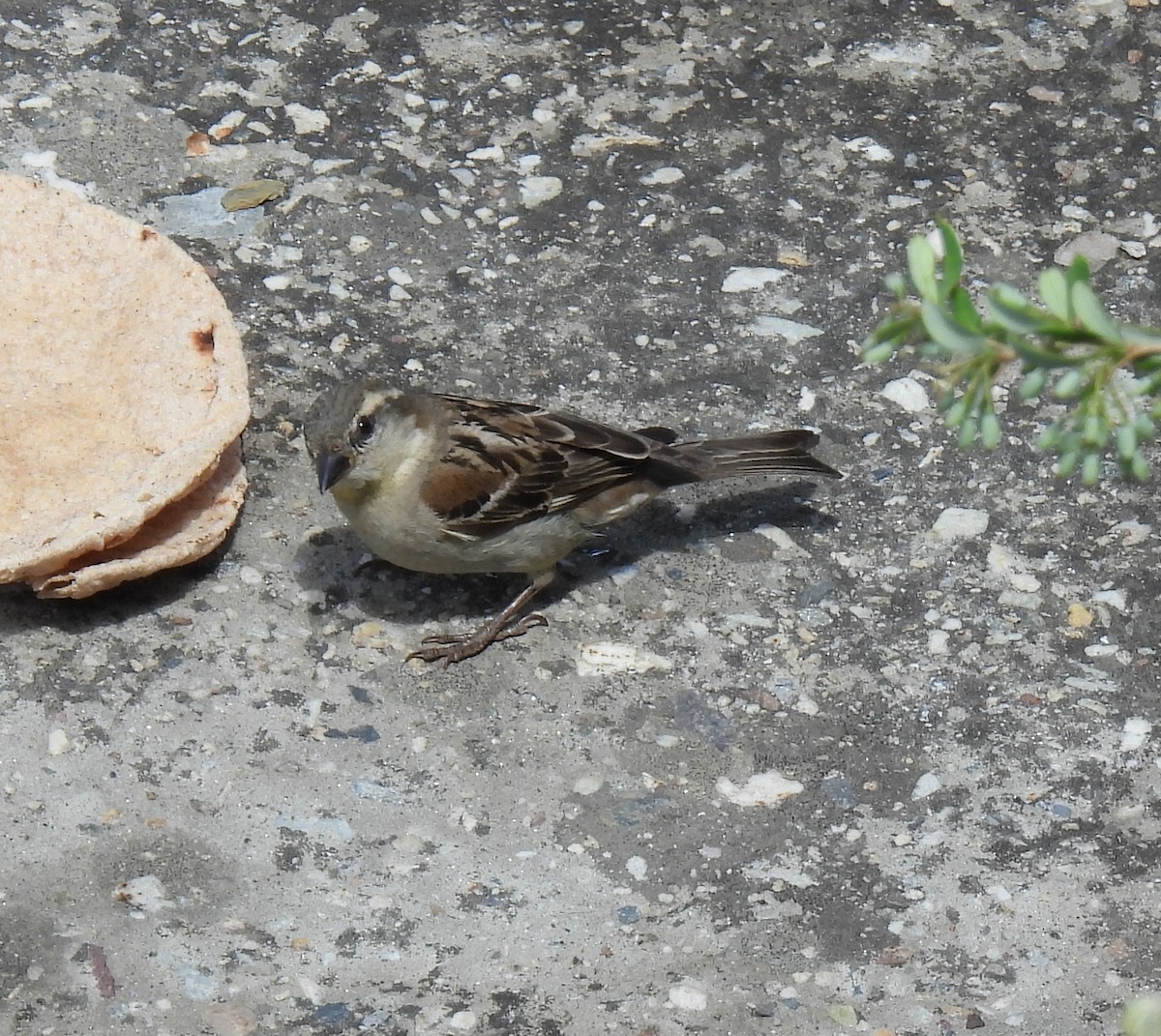 Rock Bunting - ML620484003