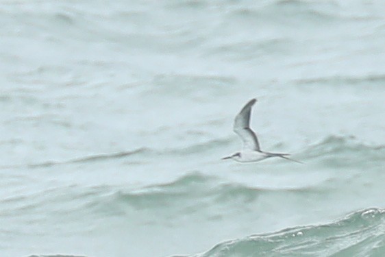 Bridled Tern - ML620484005