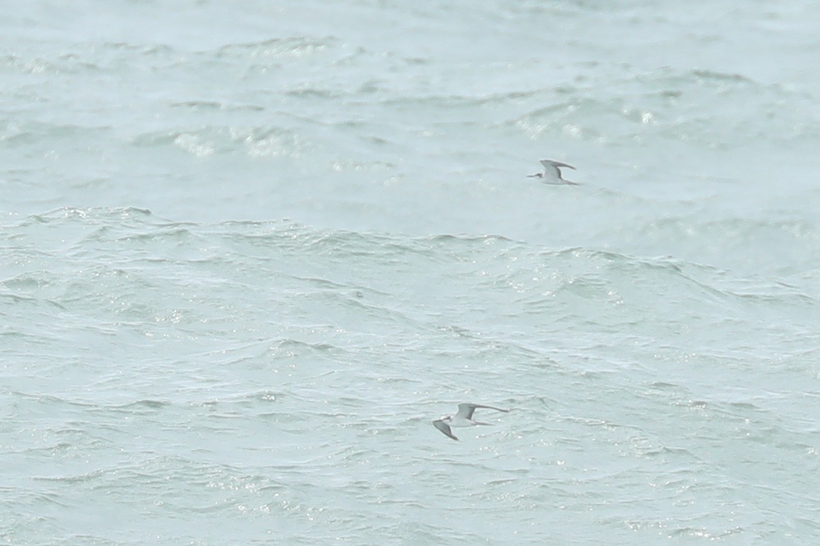 Bridled Tern - ML620484006