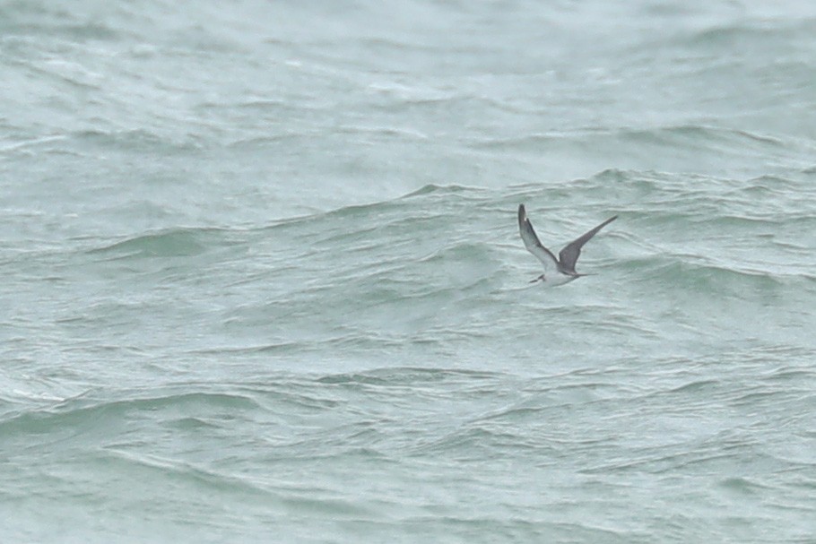 Bridled Tern - ML620484008