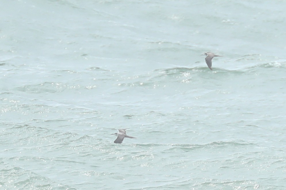 Bridled Tern - ML620484009