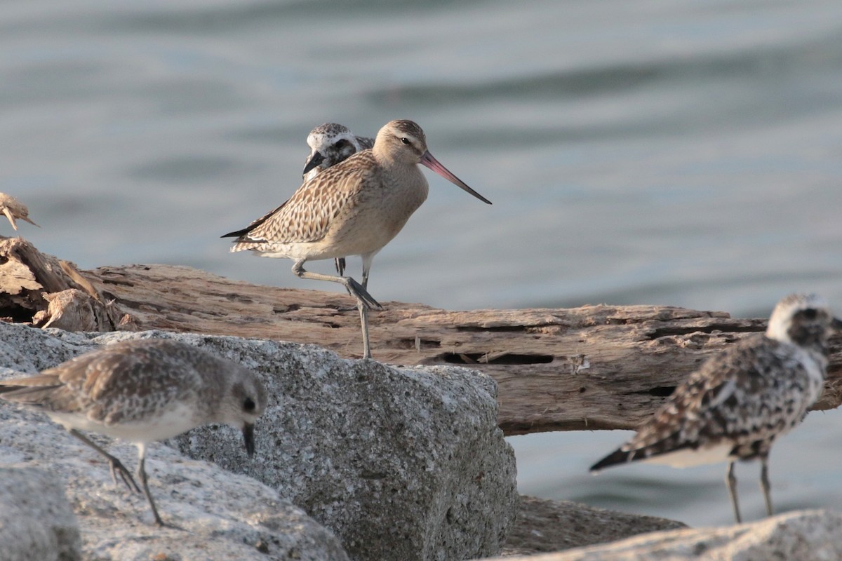 Bar-tailed Godwit - ML620484012