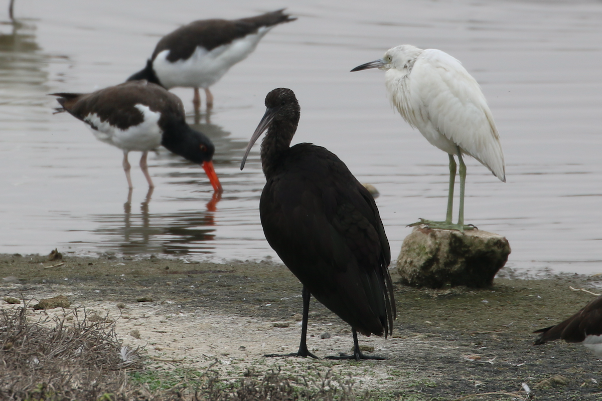 Puna Ibis - ML620484014