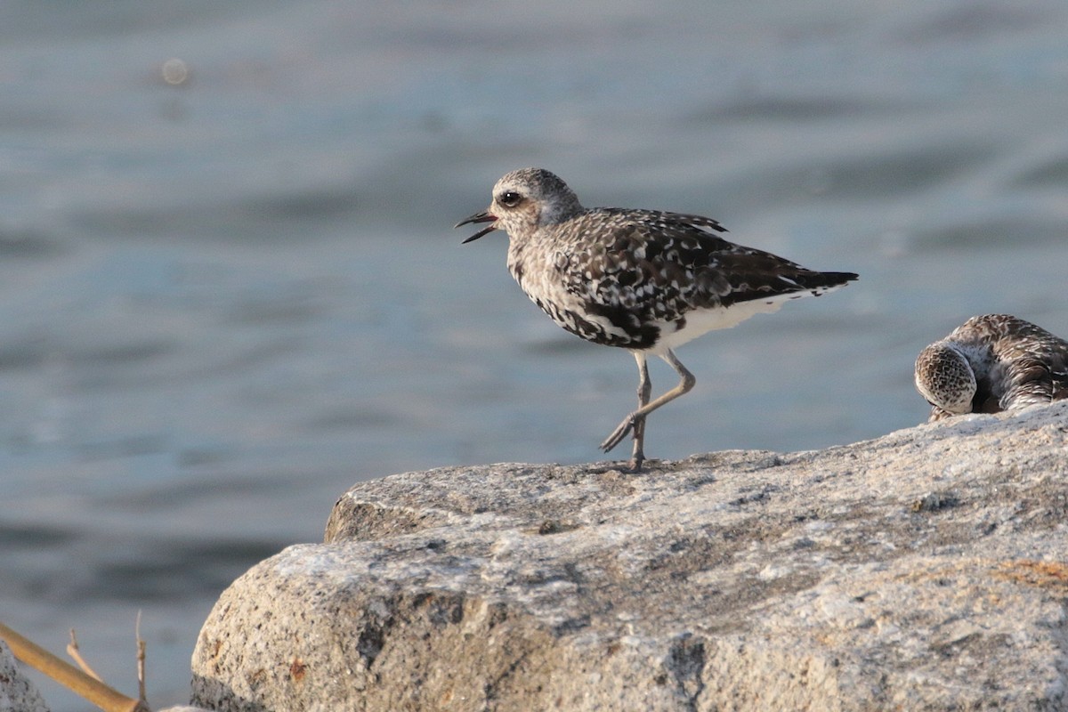 Black-bellied Plover - ML620484015