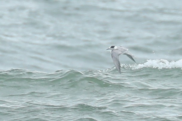 Common Tern - ML620484017