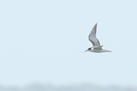 Common Tern - ML620484020