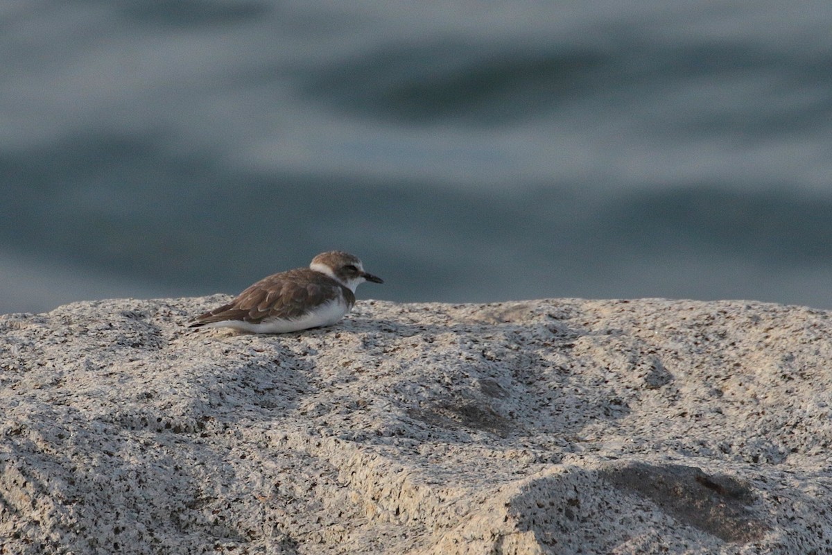 Kentish Plover - ML620484022