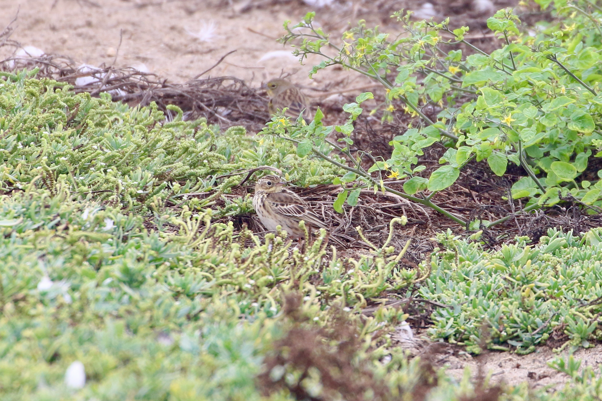 Peruvian Pipit - ML620484023