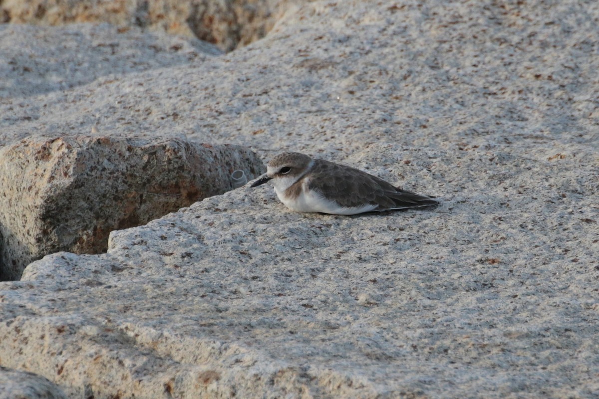 Kentish Plover - ML620484025