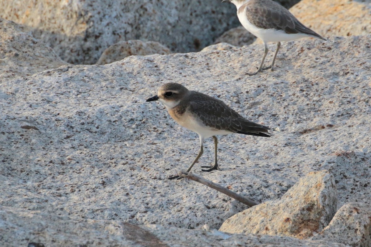 Siberian Sand-Plover - ML620484027