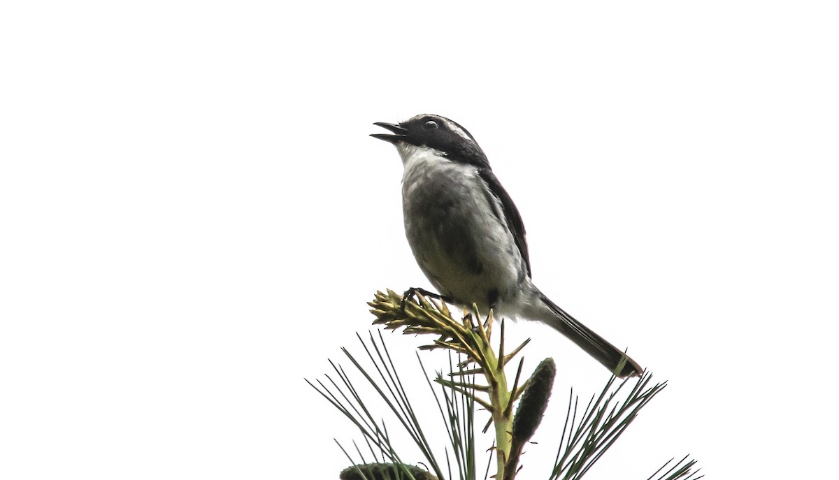 Gray Bushchat - ML620484028