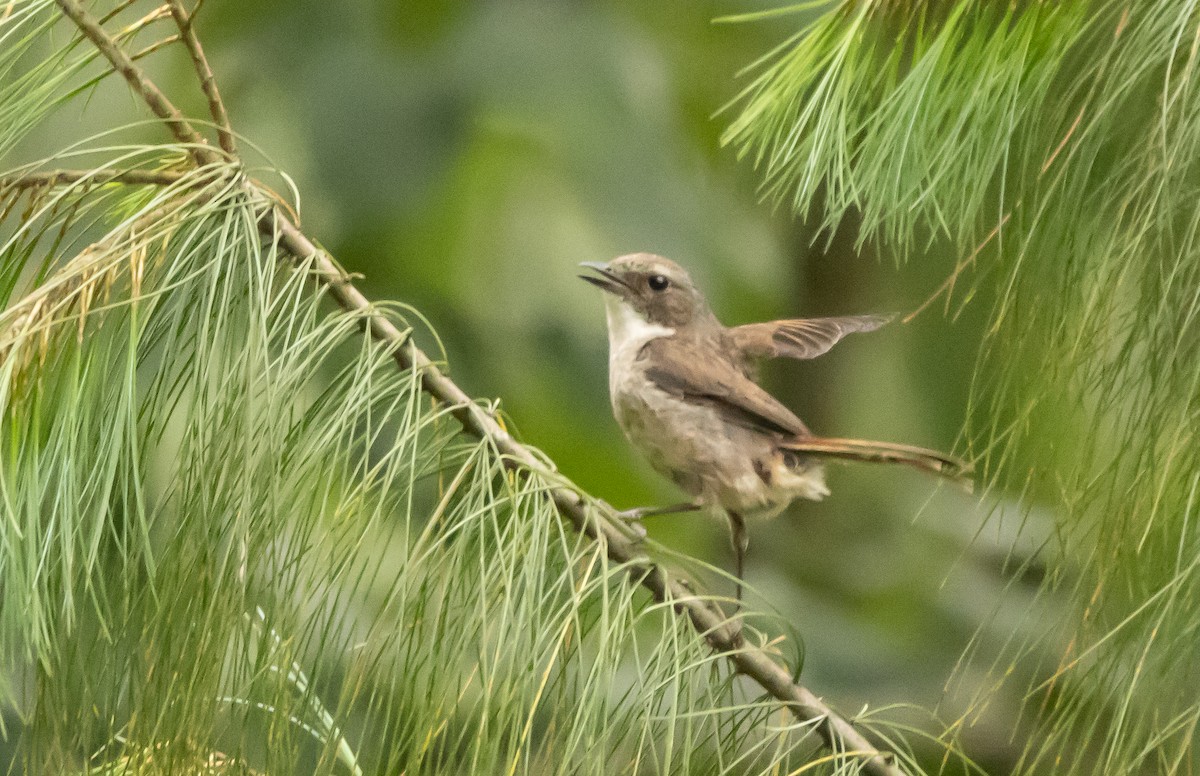 Gray Bushchat - ML620484029