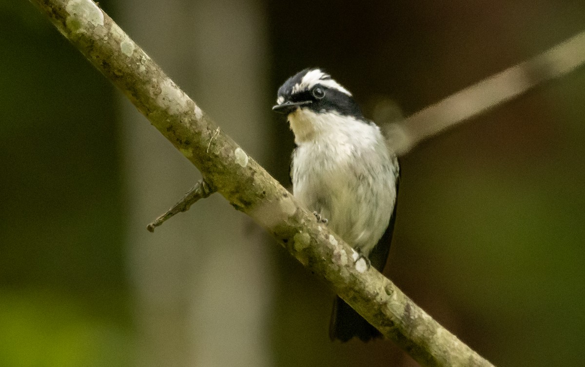 Gray Bushchat - Kanno Tage